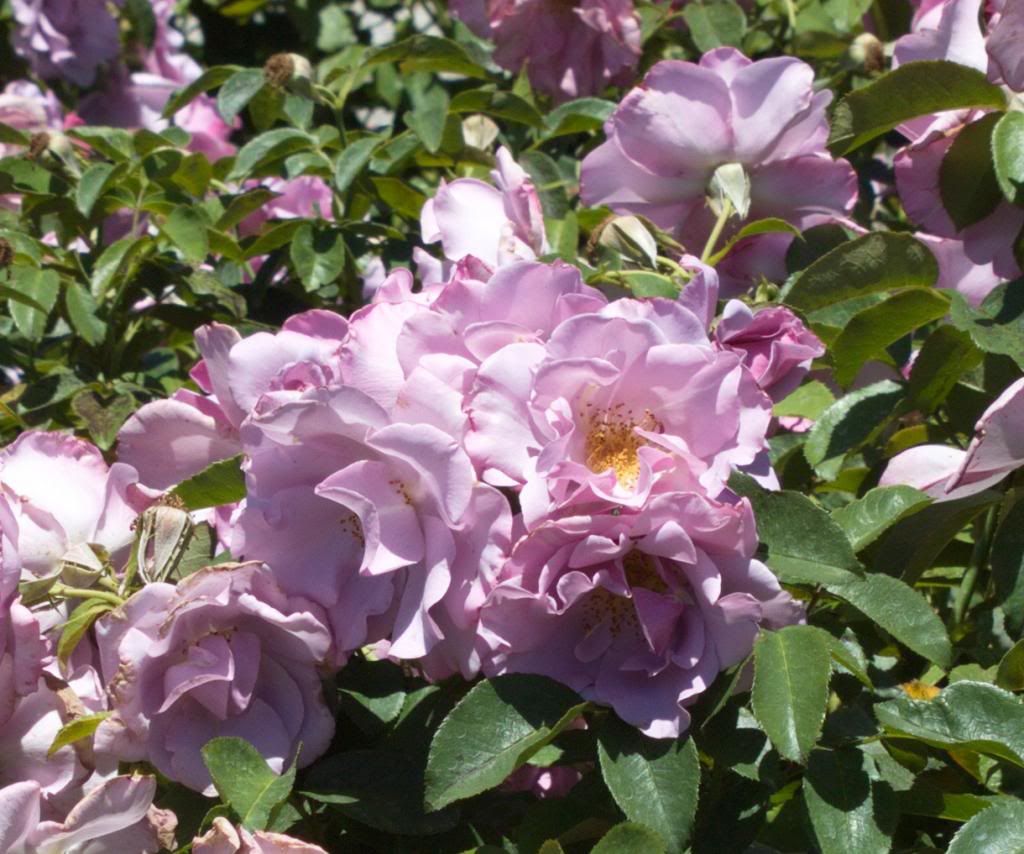  photo BlueberryHill_zpscd551cc3.jpg